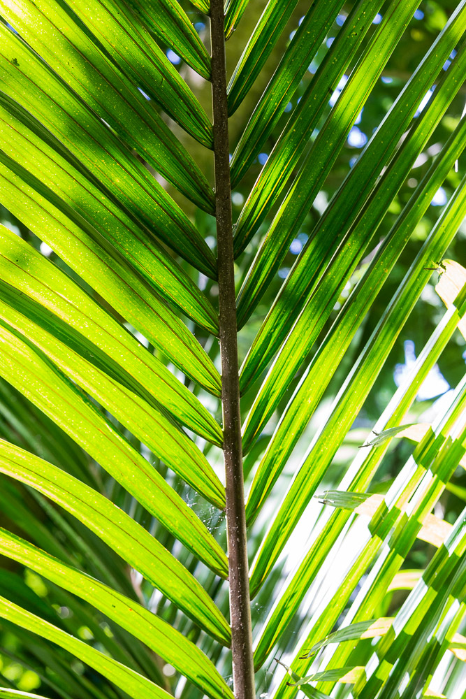 Plant on Kapiti Island